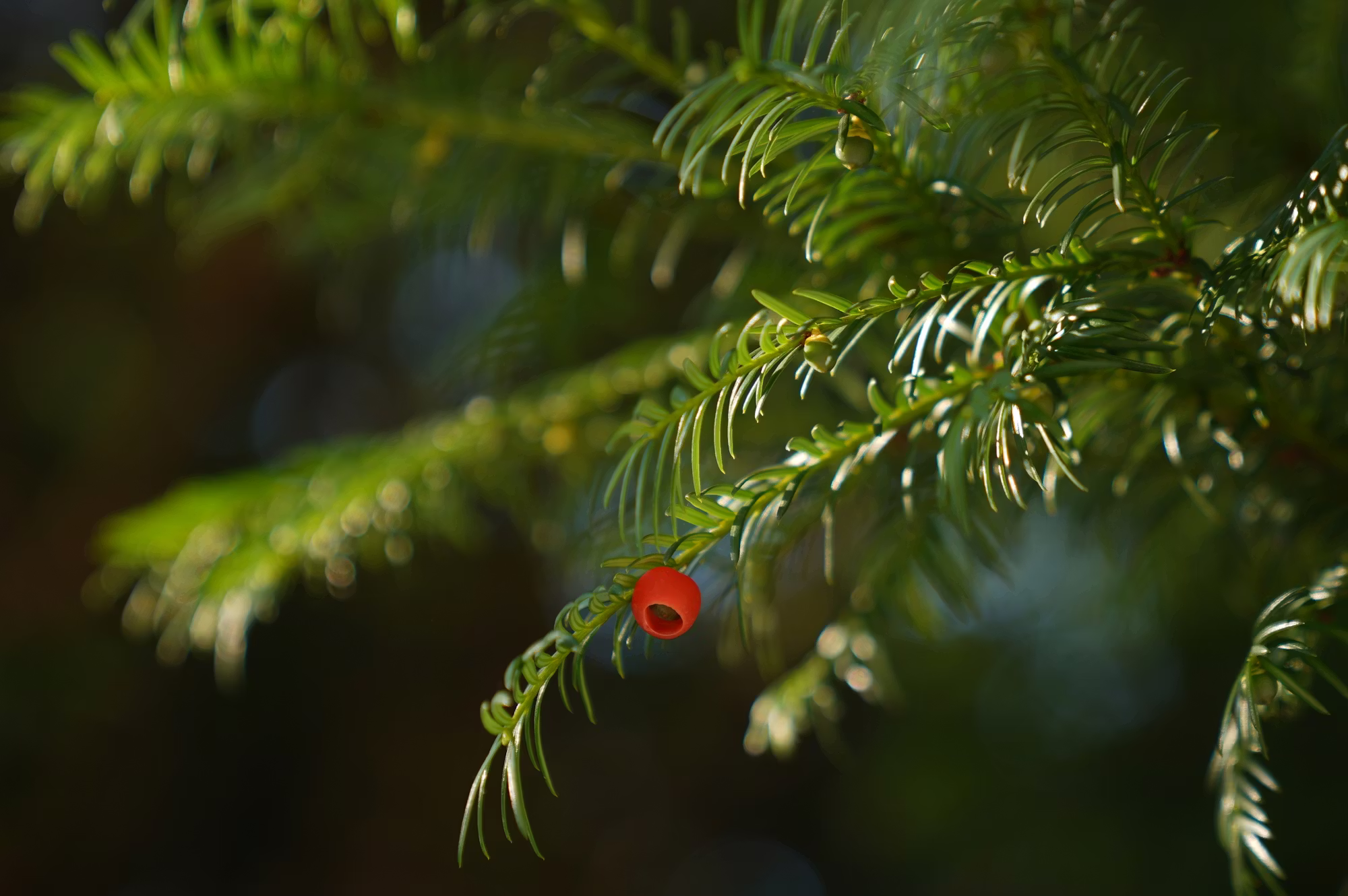 Exploring the World of Exotic Spices: A Flavorful Adventure